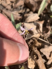 Erythronium propullans