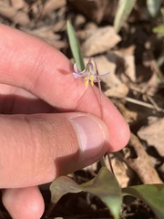 Erythronium propullans