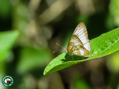 Mestra hersilia