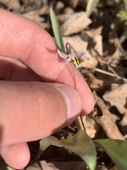 Erythronium propullans