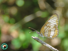 Mestra hersilia