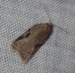 Acleris cornana
