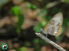 Mestra hersilia