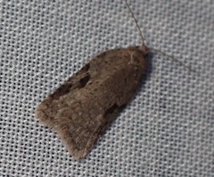 Acleris cornana