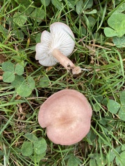 Calocybe carnea