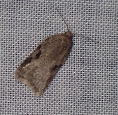 Acleris cornana
