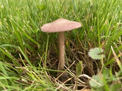 Calocybe carnea