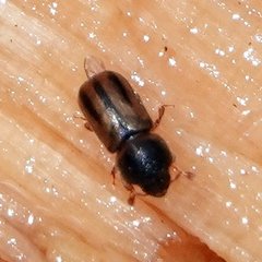 Trypodendron lineatum