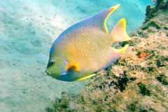 Holacanthus bermudensis