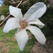 Magnolia kobus - Photo (c) Timur Kalininsky, μερικά δικαιώματα διατηρούνται (CC BY-NC), uploaded by Timur Kalininsky