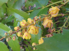 Berberis japonica