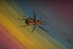 Sphaenognathus feisthamelii