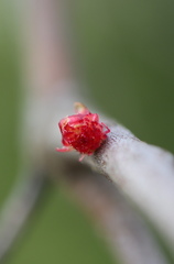 Dryocosmus floridensis