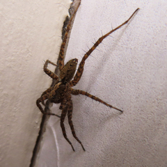 Pardosa astrigera