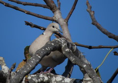 Streptopelia decaocto