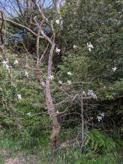 Magnolia kobus