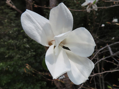 Magnolia kobus