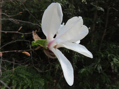 Magnolia kobus