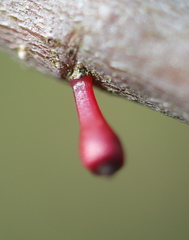 Callirhytis gallaestriatae