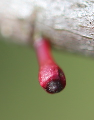 Callirhytis gallaestriatae