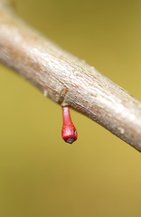 Callirhytis gallaestriatae