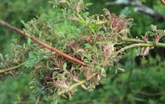 Phyllocoptes fructiphilus