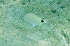 Diplodus holbrookii