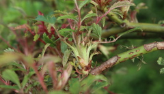 Phyllocoptes fructiphilus