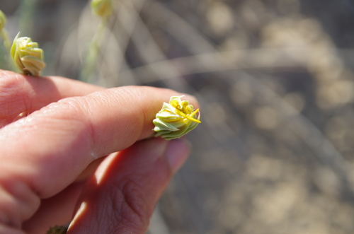 Image of Pseudoclappia watsonii by (c) Eric Knight, some rights reserved (CC BY)