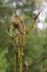 Phyllocoptes fructiphilus