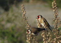 Carduelis carduelis