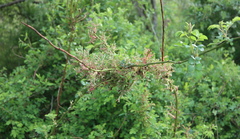 Phyllocoptes fructiphilus