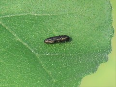 Paragrilus rugatulus