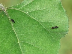 Paragrilus rugatulus