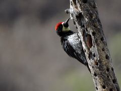 Melanerpes formicivorus angustifrons