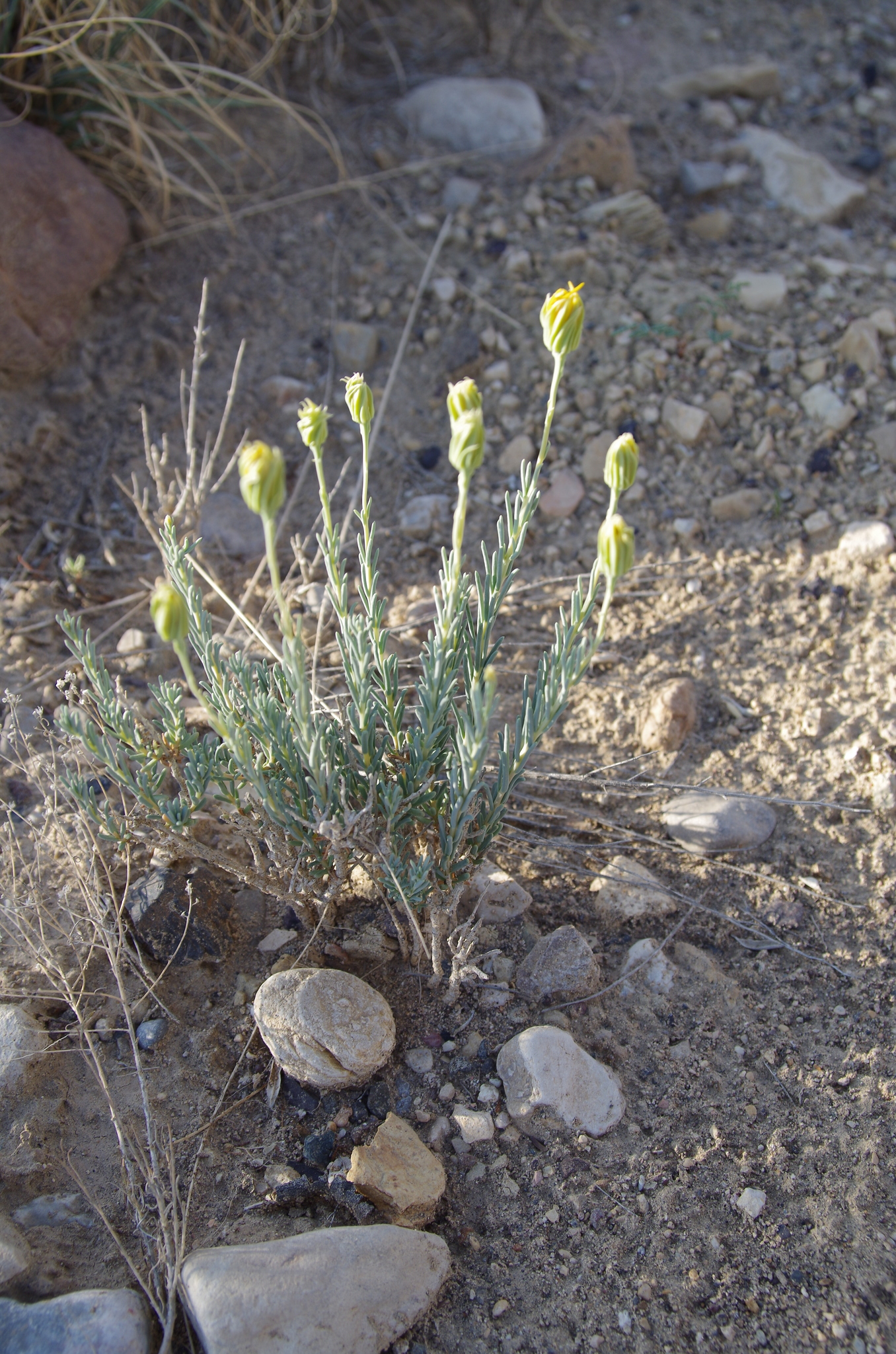 Pseudoclappia watsonii