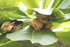 Myotis formosus flavus