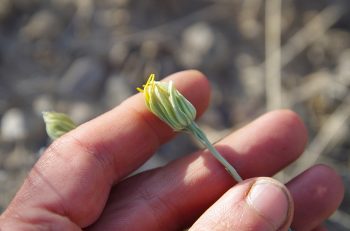 Image of Pseudoclappia watsonii by (c) Eric Knight, some rights reserved (CC BY)