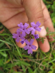 Glandularia selloi