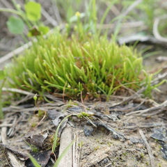 Phaeoceros carolinianus