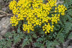 Lomatium vaginatum