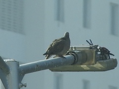 Streptopelia chinensis