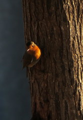 Erithacus rubecula