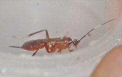 Ischnus inquisitorius