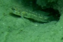 Coryphopterus glaucofraenum