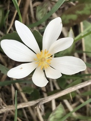 Sanguinaria