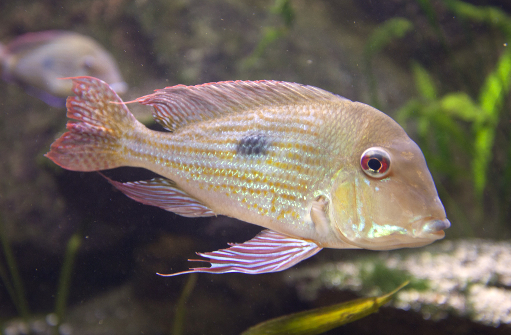 Redstriped Eartheater