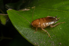 Celatoblatta vulgaris