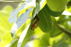 Myotis formosus flavus