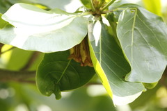 Myotis formosus flavus